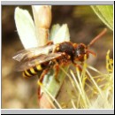 Nomada lathburiana - Wespenbiene w01.jpg